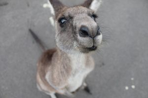 kangaroo, cute animal, animal-1149807.jpg